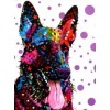 Colourful dog