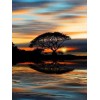 Tree in the sunset